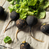 300 BLACK SPANISH ROUND Hot Spicy European Raphanus Sativus Root Vegetable Seeds