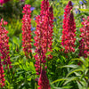 25 RED LUPINE 'My CASTLE' Lupinus Polyphyllus Scarlet Russell Lupin Band of Nobles Series Flower Seeds
