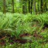 1500 Western SWORD FERN Giant Holly Swordfern Polystichum Munitum Aspidium Solitarium Spores Seeds