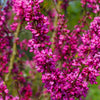 40 CHINESE REDBUD Cercis Chinensis Shrub Small Tree Pink Purple Flower Seeds