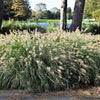 25 DWARF FOUNTAIN GRASS Pennisetum Alopecuroides Hardy Ornamental White Plume Seeds