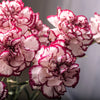 50 Avranchin RED & WHITE CARNATION Dianthus Caryophyllus Chabaud Flower Seeds