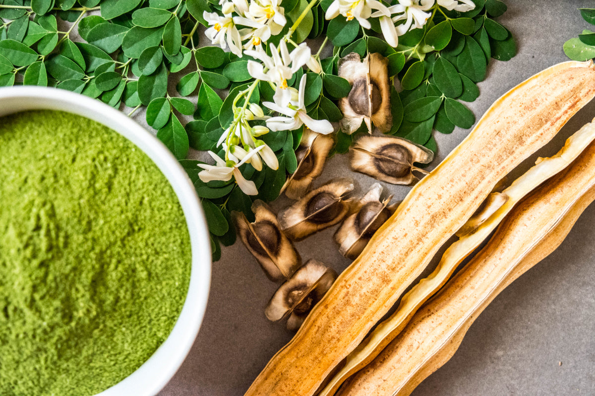 Flowering Drumstick Tree Seeds – Moringa Oleifera Seeds (Miracle Tree / Ben Oil Tree)