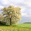 25 Flowering BLACK LOCUST TREE (Yellow Locust / False Acacia) Robinia Pseudoacacia Seeds