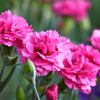 50 PINK ROSE CARNATION Dianthus Caryophyllus Grenadin Double Flower Seeds