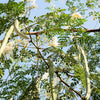 10 Flowering DRUMSTICK TREE Moringa Oleifera Seeds (Miracle Tree / Ben Oil Tree)