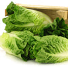 3000 LITTLE GEM LETTUCE Small Romaine Butterhead Lactuca Sativa Vegetable Seeds