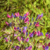 25 ROSE VIPER'S BUGLOSS Pink Echium Plantagineum Rose Bedder Flower Seeds