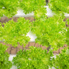 Loose Leaf Green Grand Rapids Lettuce Seeds – Lactuca Sativa Vegetable – photo 4