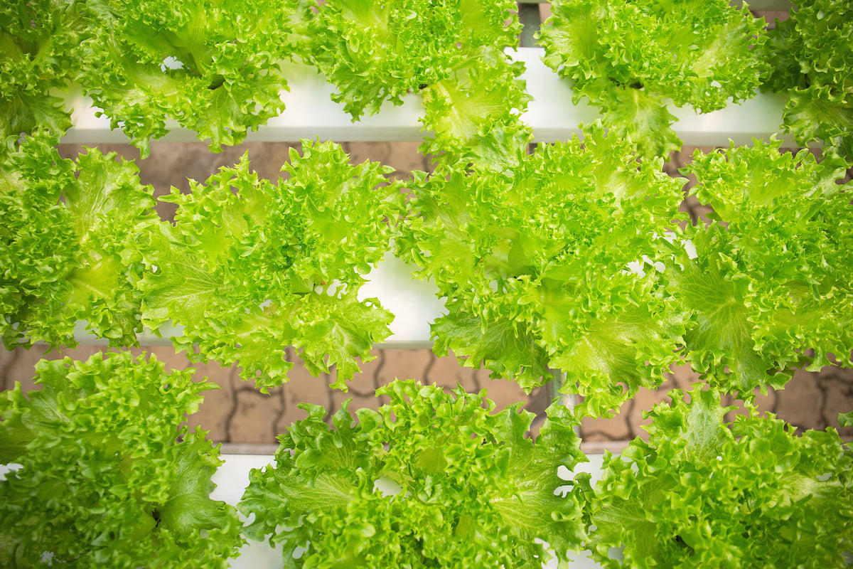 Loose Leaf Green Grand Rapids Lettuce Seeds – Lactuca Sativa Vegetable – photo 4
