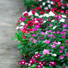 100 DWARF Little MIX PERIWINKLE / Vinca Rosea Flower Seeds
