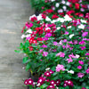 Dwarf Little Mix Periwinkle / Vinca Rosea Flower Seeds – photo 4