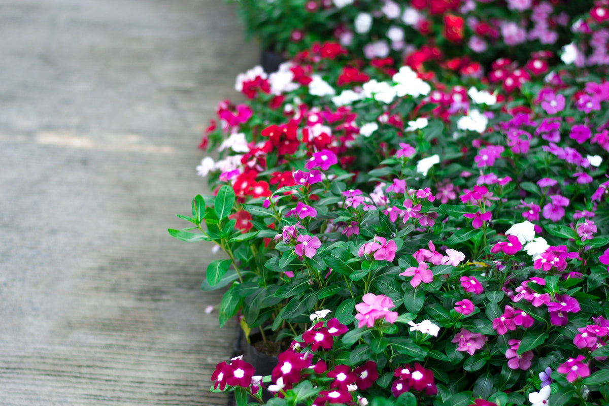 Dwarf Little Mix Periwinkle / Vinca Rosea Flower Seeds – photo 4