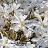5 STAR MAGNOLIA Stellata TREE Seeds - Fragrant White to Pink Big 4" Wide Flowers