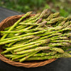 125 ASPARAGUS UC72 Officinallis Mary's Granddaughter Vegetable Seeds