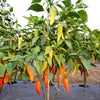 Hungarian Hot Wax Pepper (Hot Banana Pepper) Capsicum Annuum Vegetable Seeds – photo 3