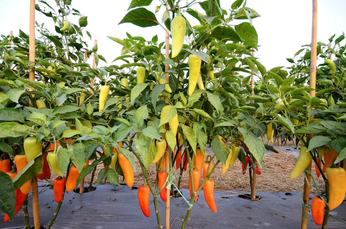 Hungarian Hot Wax Pepper (Hot Banana Pepper) Capsicum Annuum Vegetable Seeds – photo 3
