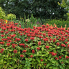 10 Panorama RED BEE BALM Monarda Didyma Oswego Tea Herb Flower Seeds