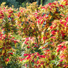 150 TRICOLOR AMARANTHUS PERFECTA Summer Poinsettia Amaranth Flower Seeds