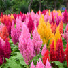 150 Mixed PAMPAS PLUMES COCKSCOMB Celosia Plumosa Flower Seeds