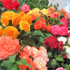 10 MIXED DOUBLE BEGONIA Tuberosa Tuberous Begonia Red Pink White Yellow Orange Shade Flower Seeds