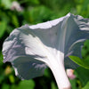 50 MOONFLOWER MORNING GLORY White Moon Flower Ipomoea Alba Flower Vine Seeds