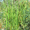 10 Flowering DRUMSTICK TREE Moringa Oleifera Seeds (Miracle Tree / Ben Oil Tree)