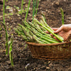 125 ASPARAGUS UC72 Officinallis Mary's Granddaughter Vegetable Seeds