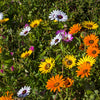 1000 MIXED AFRICAN DAISY ( Cape Marigold / Sun Marigold ) Dimorphotheca Sinuata Flower Seeds