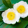 5 TEA PLANT Black & Green Drinking Tea Camellia Sinensis Evergreen Tree Shrub Flower Seeds