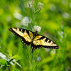 White Worled (Horesetail) Milkweed Asclepias Verticillata Flower Seeds – photo 13