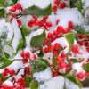 40 AMERICAN HOLLY Ilex Opaca Tree Shrub Evergreen Red Berry Seeds - aka White Holly, Prickly Holly, Christmas Holly, Yule Holly