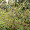15 INDIAN PLUM Osoberry Oregon Oso Berry Oemleria Cerasiformis Fruit Shrub Seeds