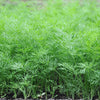 2500 BOUQUET DILL Anethum Graveolens Herb Flower Seeds