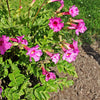 10 Cheron PINK HARDY GLOXINIA Incarvillea Delavayi Flower Seeds