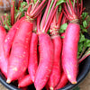 250 RED Arrow SPROUTING RADISH MiniGreen Daikon Raphanus Sativus Vegetable Seeds