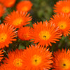 100 Gelato ORANGE ICE PLANT Mesembryanthemum Livingstone Daisy Flower Seeds