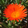 100 Gelato ORANGE ICE PLANT Mesembryanthemum Livingstone Daisy Flower Seeds