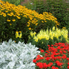50 SCARLET VERBENA Red Nana Compacta Fragrant Flower Seeds