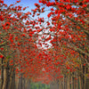 10 RED SILK COTTON Tree Bombax Ceiba Kapok Tropical Flower Seeds