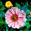 150 CANDY STRIPE ZINNIA Mix Elegans Flower Seeds Mixed Colors with Red Stripes