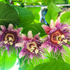 5 GIANT GRANADILLA Red Passion Flower Passiflora Quadrangularis Yellow Fruit Vine Seeds