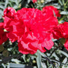 50 SCARLET RED CARNATION Dianthus Caryophyllus Grenadin Double Flower Seeds