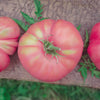 50 Giant BELGIAN PINK TOMATO Huge Pink Skin Lycopersicon Fruit Vegetable Seeds