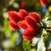 100 ANNATTO TREE Lipstick Plant Bixa Orellana Seeds