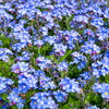 500 Blue FORGET ME NOT Myosotis Sylvatica Shade or Sun Perennial Flower Seeds