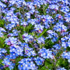 100 Mixed FORGET ME NOT Pink Blue White Mix Myosotis Alpestris Flower Seeds *Flat Shipping