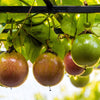 20 PURPLE PASSION FRUIT Passionflower Granadilla Passiflora Edulis Flower Vine Seeds
