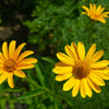 250 MAXIMILIAN (Prairie) SUNFLOWER Helianthus Maximiliani Flower Seeds