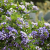 10 TEXAS Mountain LAUREL Sophora Secundiflora Mescal Tree Purple Flower Seeds